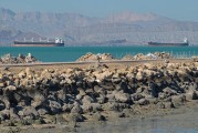 伊朗公布霍尔木兹海峡安全航路图