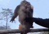 官方通报“男子猛推峨眉山猴险致其坠崖”