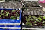 “违规泡药”拖累杨梅价格跳水，殃及整个产业靠什么破局