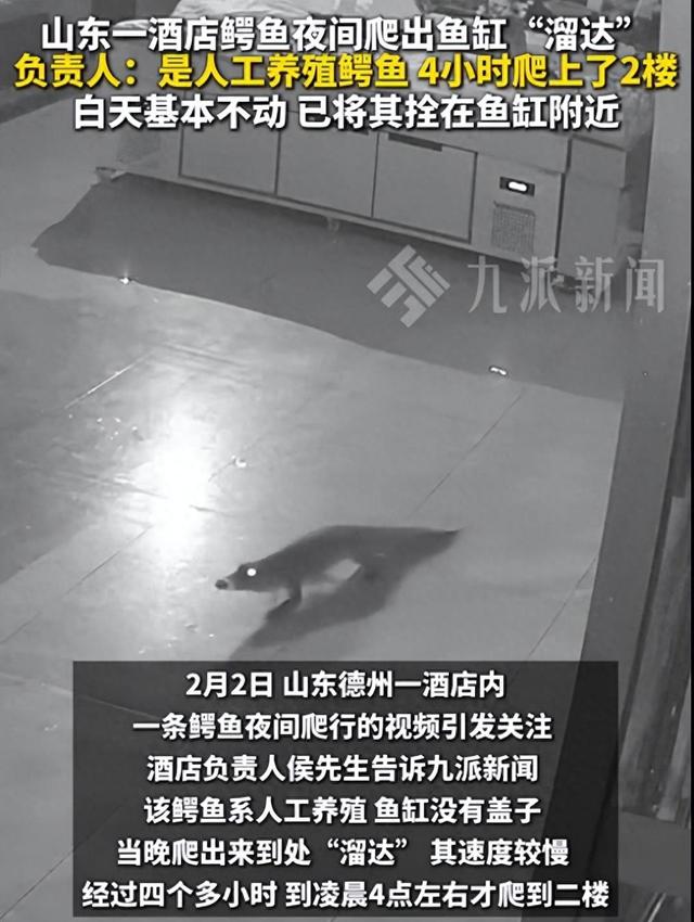 鳄鱼夜间爬出鱼缸4小时爬上2楼,负责人发声:是人工养殖鳄鱼,已将其拴在鱼缸附近