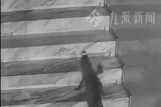 鳄鱼夜间爬出鱼缸4小时爬上2楼,负责人发声:是人工养殖鳄鱼,已将其拴在鱼缸附近