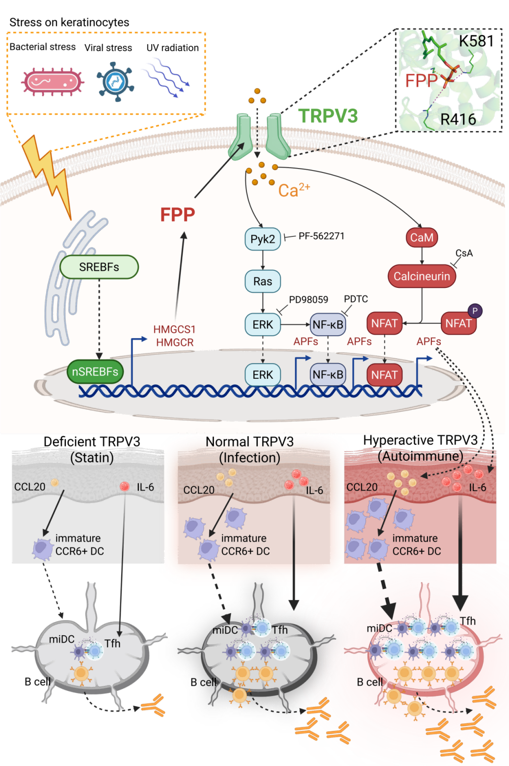 清华联合团队实现免疫学研究重要突破！