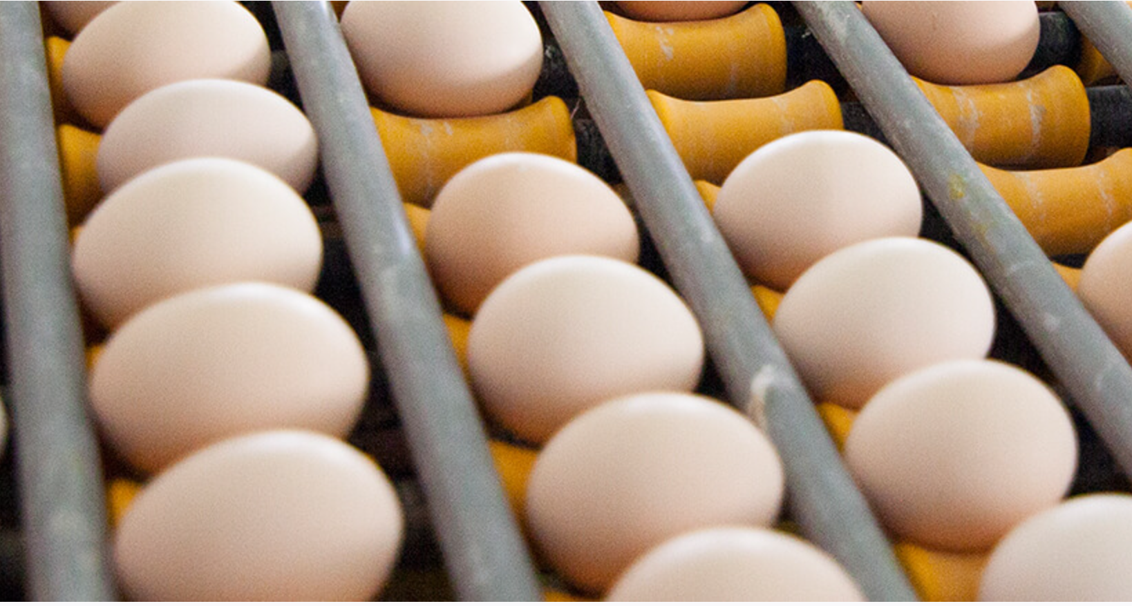 鸡蛋角黄素风波：黄天鹅硬刚职业打假人称“官检见”，个人送检打假模式受质疑