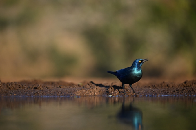 振翅之间,尼康伴你见自然之美