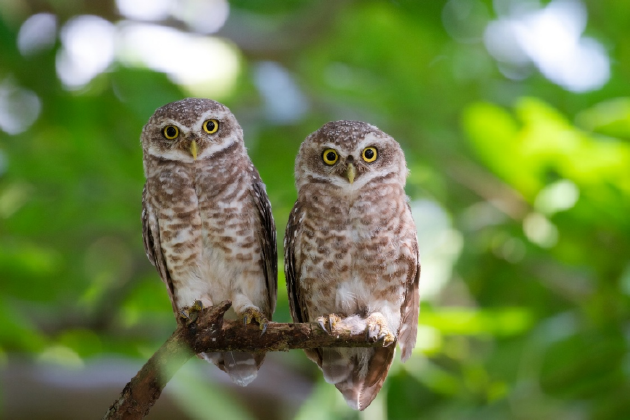 振翅之间,尼康伴你见自然之美