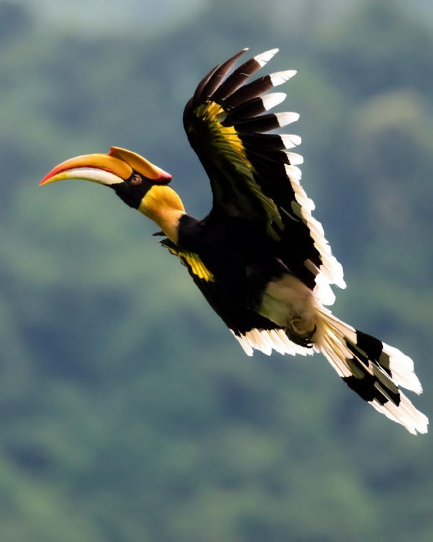 振翅之间,尼康伴你见自然之美