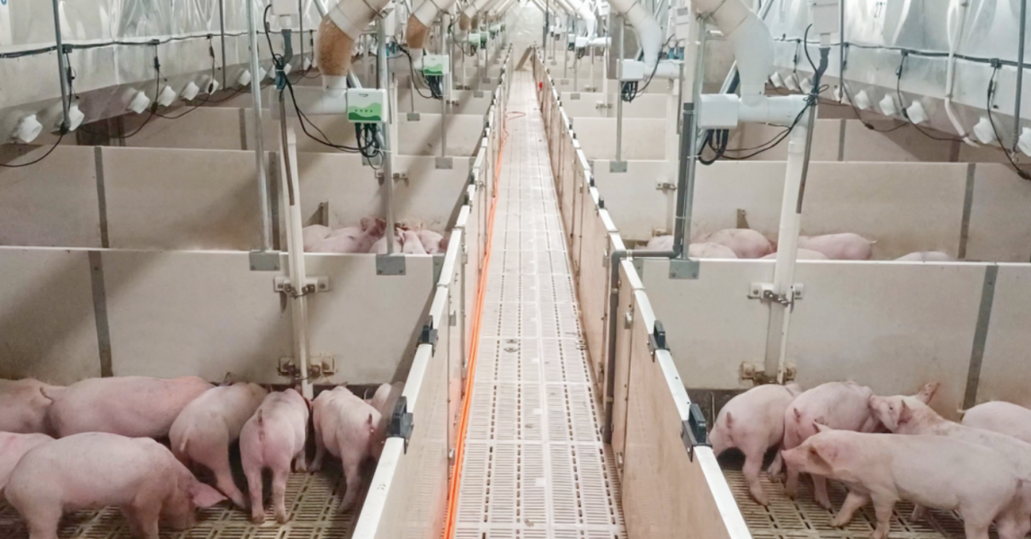 牧原股份出栏7798万创新高，然规模壁垒难掩\