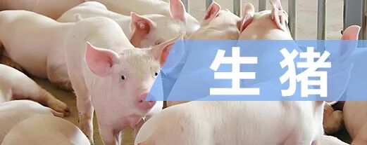 非瘟以来两轮猪周期回顾