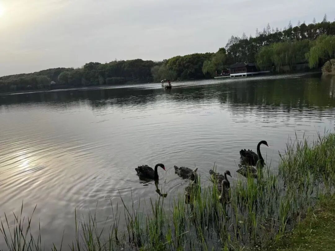 三连板！宁王重仓中恒电气，为何甘当二股东？