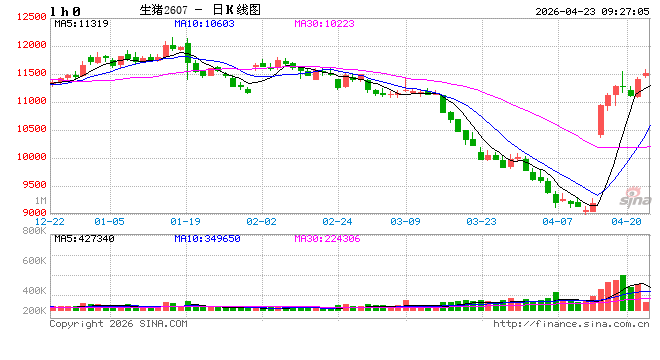 快讯：生猪主力合约延续走高，日内涨超2.00%，现报11545.00元/吨