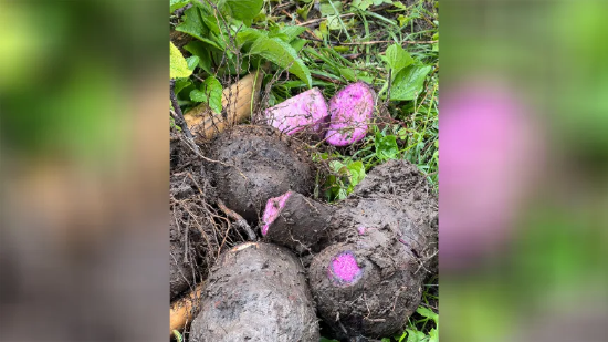 火爆全网的香兰紫薯，背后复杂又隐秘的产业链